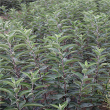 苹果树基地出售绿冠苹果树 2年生树苗3年生树苗当年可结果树苗