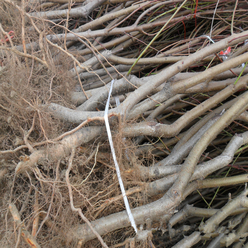 588434717_880926737_副本