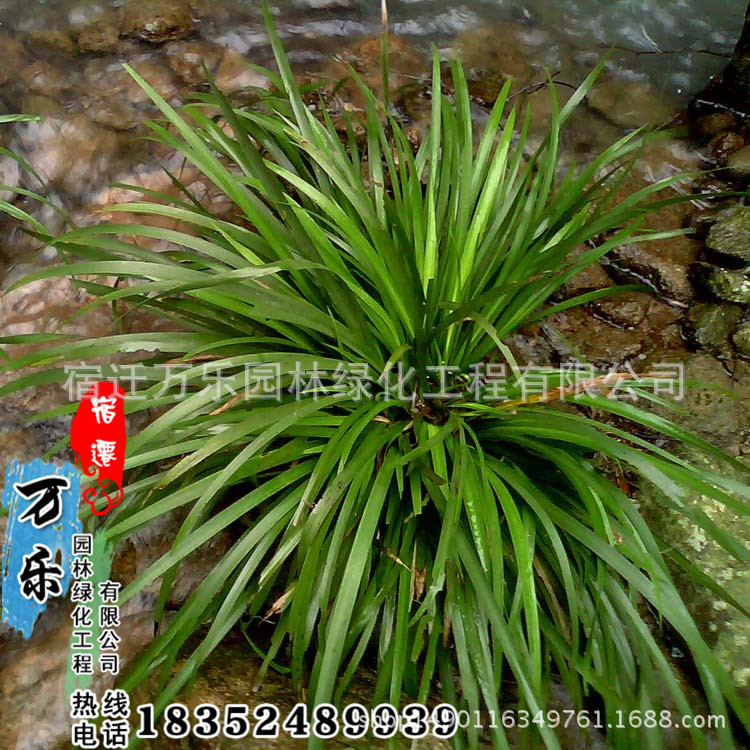 供应水生植物菖蒲石菖蒲别名山菖蒲菖蒲叶金钱蒲水剑草 供应产品 宿迁万乐园林绿化工程有限公司
