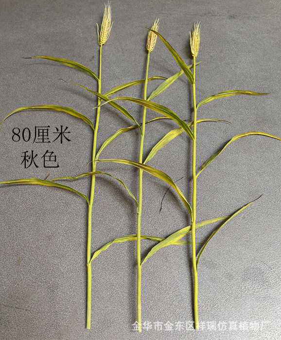 XRB-137单枝小麦1米6叶3
