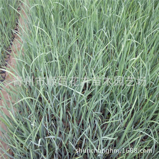 �@�����l �޸��������l �R�m  �^�p���� ������ �ر�ֲ��