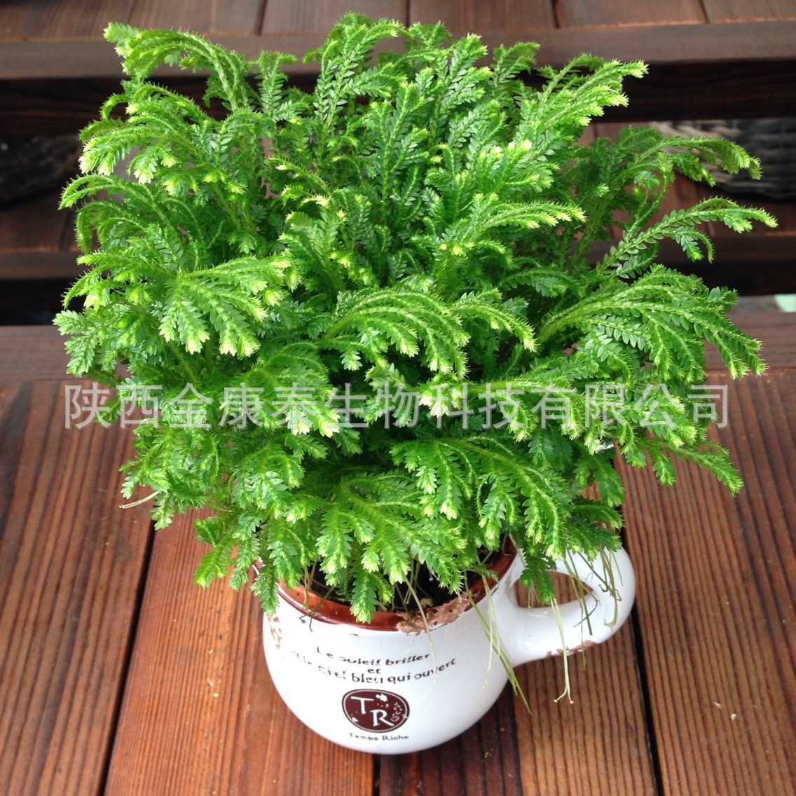 卷柏提取物10% 穗花杉双黄酮/阿曼托双黄酮 CAS#-阿里巴巴