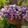 Dynamic Hanging Dwarf Morning Flower Seeds Dwarf Morning Glory Pot Potted Planting Flower Flowers Four Seasons Broadcasting Flower Seeds