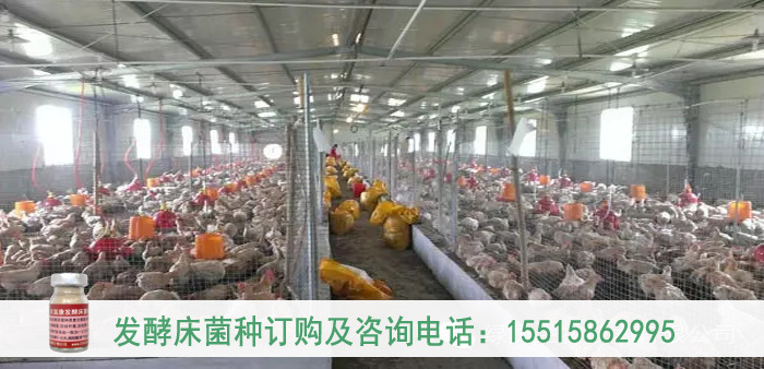 养鸡发酵床菌种
