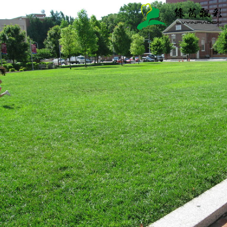 草坪種子 多年生黑麥草種子  黑麥草草籽 冷季型草坪 耐踐踏
