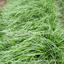 ���ݻ������l�ݻ���β�� ������G����β�� �o�¾G���^�p��