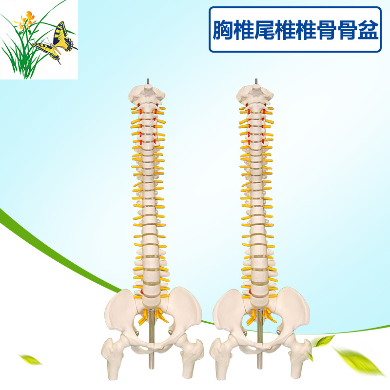 45CM Human Spine Model Human Skeleton Vertebra Disc nerve cervical vertebra Thoracic Caudal Vertebra Pelvis