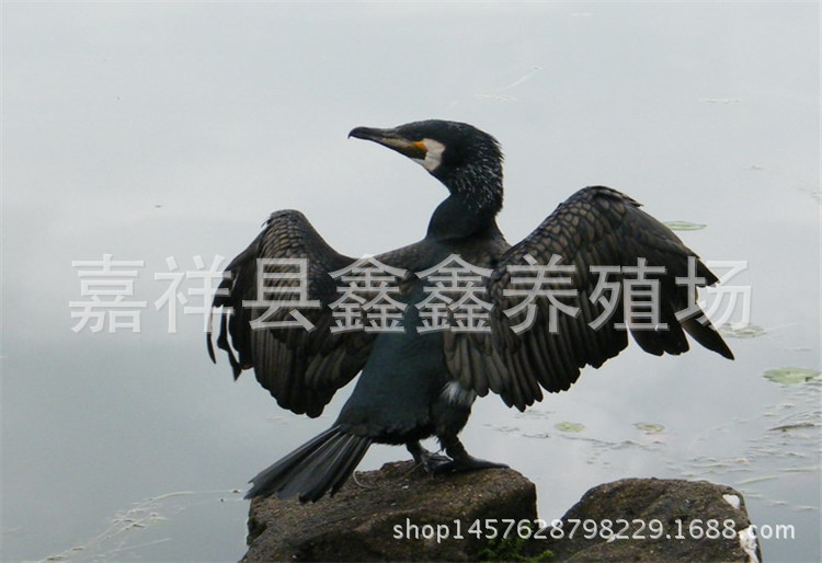 300_副本1