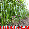 Improved Hangzhou pepper seeds fragrant chili seed seed seed seeds Hangzhong pepper chili long pepper seeds vegetable seeds four seasons