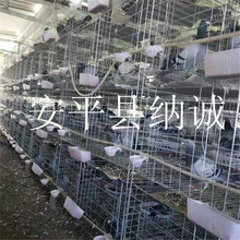 鴿籠鴿子籠肉鴿種鴿籠具加粗3層12位鴿籠子批發子鍍鋅種鴿養殖籠