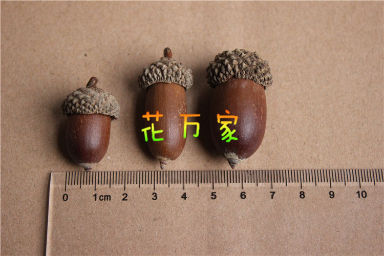 榛果干花大橡果 拍照道具 DIY材料干花橡栗果花艺材料橡子果-阿里巴巴