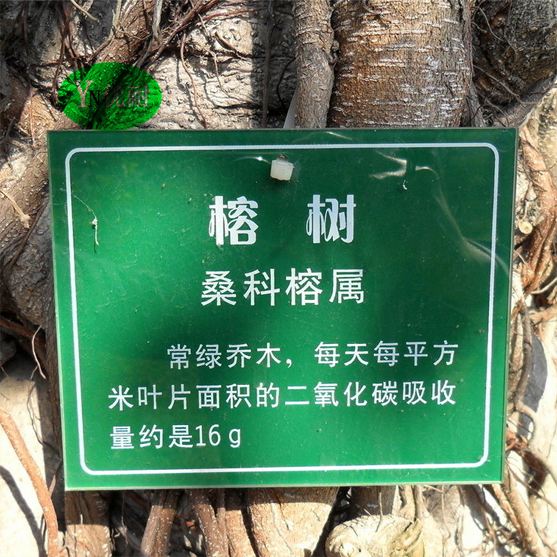 厂家供应亚克力树名牌花草牌 创意树标牌 公园爱护花草古树木铭牌-阿里巴巴