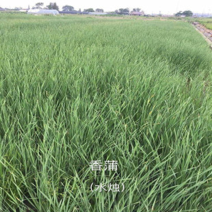 �@�ַN���JȔ�� �JȔ��r�� �JȔ����ع�����Ȕ ����ˮ��ֲ��