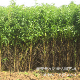 0.5����ë������� �����Ҙ���r�� �Ҙ䌍�������Y��