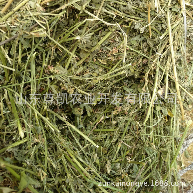 2023 1St Crop of Alfalfa Bales in Stock Domestic Alfalfa Grass Green Quality Good Protein High Manufacturer
