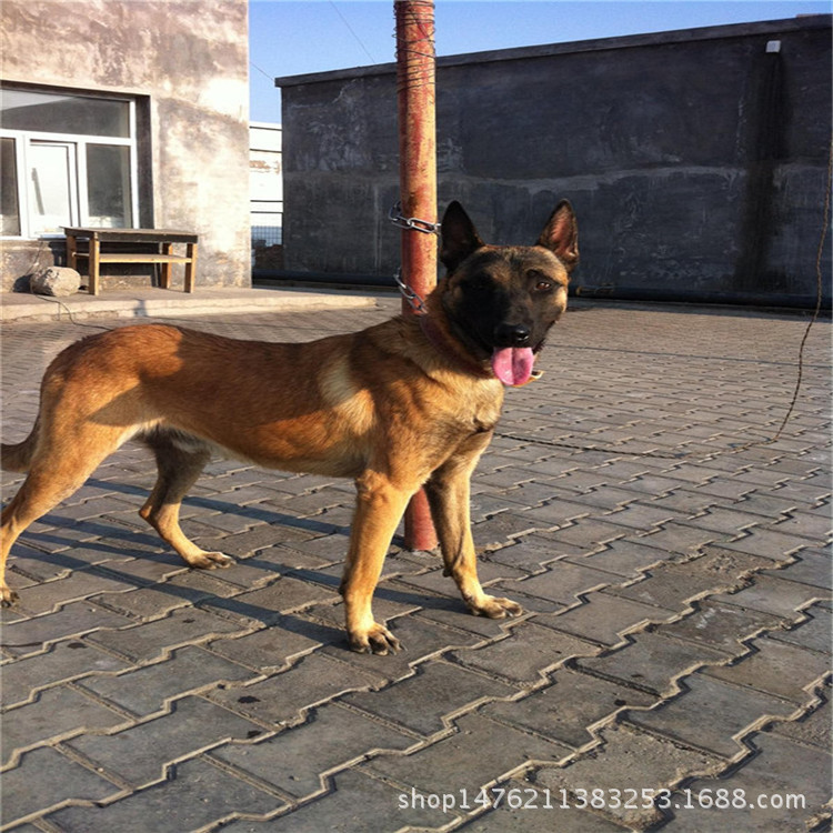出售马犬幼犬/马犬幼犬价格/马犬好养吗