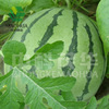 Zhongke Maohua Water Fruit and Vegetable Seed Company Zaoli Honey 8424 Watermelon Seeds Early Karma Kirin Watermelon Seed