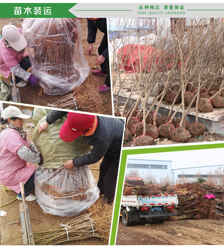 4786982819_1988513881