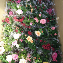 �L�ڹ��� ���õ�廨�� �t��С�ջ��¼�����ܰ����С����