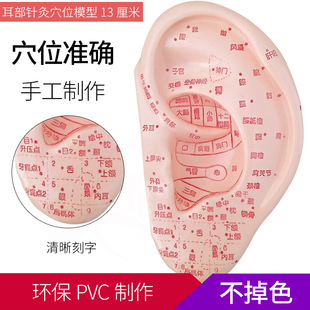 �Ϻ����~���ֶ���ᘾ�Ѩλģ�����t���ȡѨ��λ��ģ�Ͷ�Ѩ13cm
