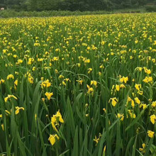 �@�ַN���S���� �S���уr�� ˮ��ֲ���S���Sβ  ˮ���Sβֱ�N