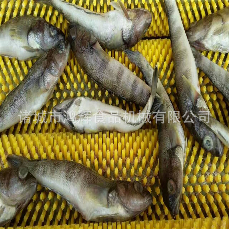 直销大小型毛刷清洗机 硬毛清洗鱼鳞机 贝壳类清洗机 清洗干净