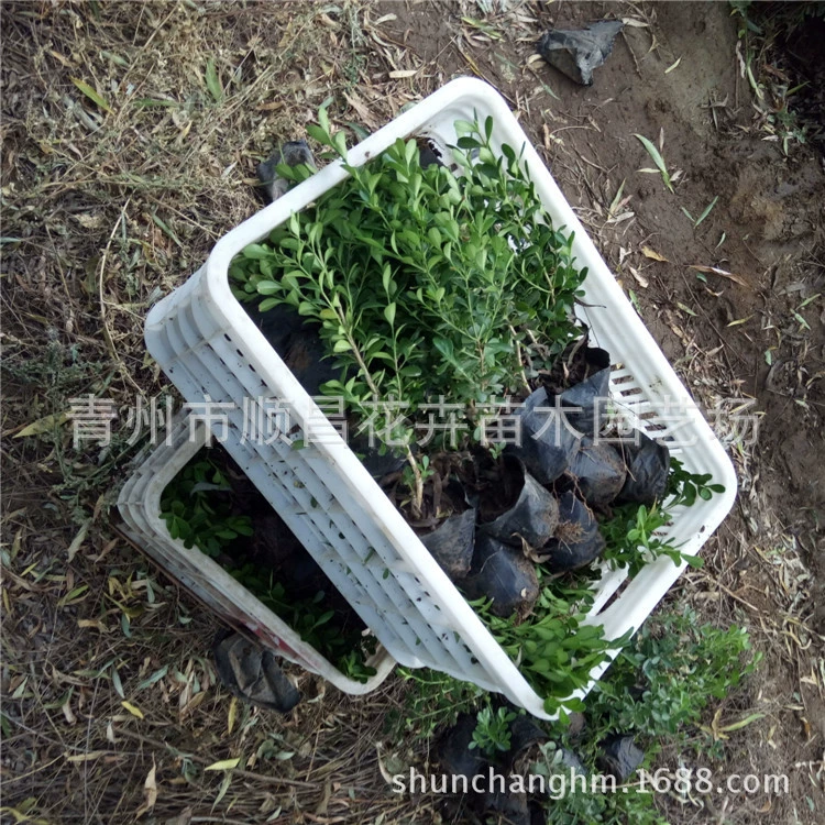 Озеленение цветового блока проекта семян дыни и саженцев Холли тополя Оптовая продажа семян дыни и саженцев изгороди тополя