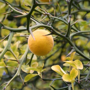 ������ ������������1�� ���������l�r����٣�