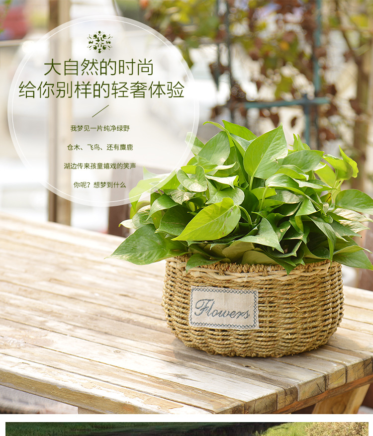 Fábrica directa flor ratán flor cesta tejida paja verde rábano planta suculenta mimbre café pastoral mango Decoración