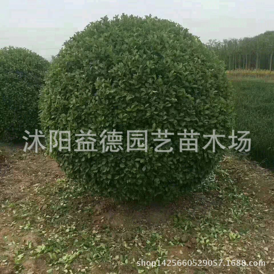 沭阳益德园艺苗木场