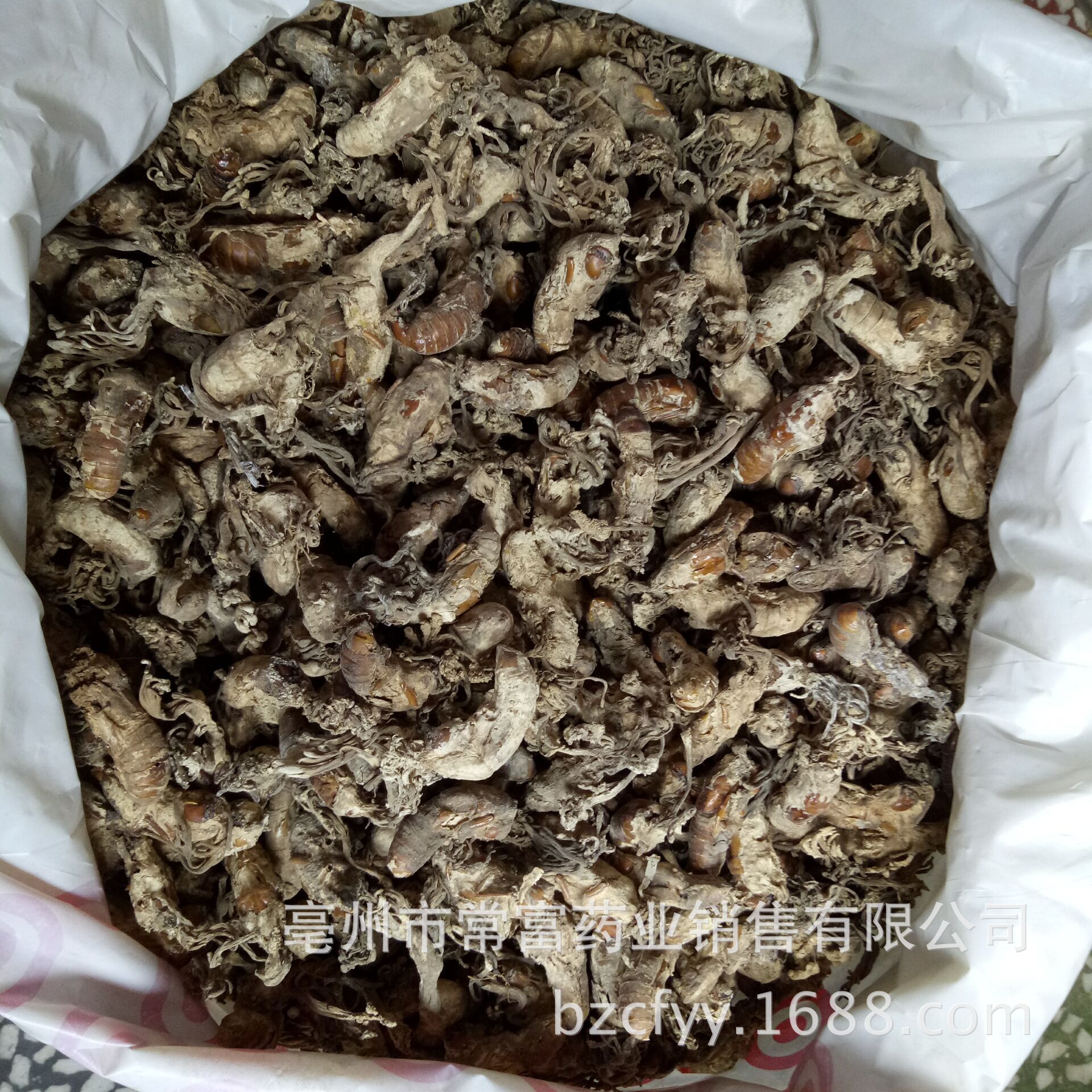 Golden Cicada Flower Jin Chan Hua Dried Cordyceps Fungus on Cicada Pupae Traditional Herbal Ingredient 500g specifications