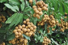 ̩ԽMڈPP؛VxPկŪѶڰ