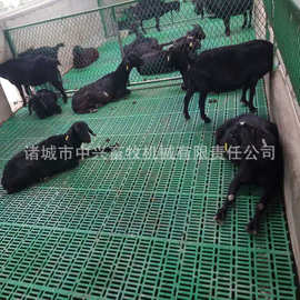 抗老化漏粪地板 羊漏粪地板 塑料羊床价格 羊漏粪地板图片