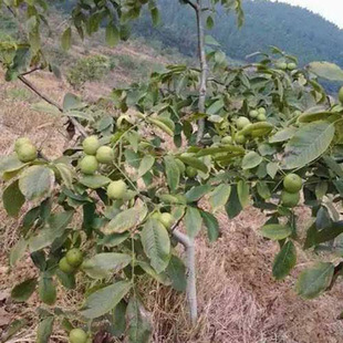 ���u�猍������ �Y���� �S�a���猍������ �a��  �猍������