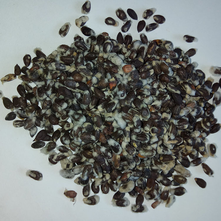 Low Temperature Baked Cottonseed Powder Traditional Chinese Herbal Ingredient for Cooking key features