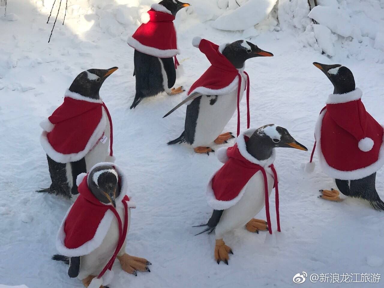 企鹅宝宝穿斗篷3