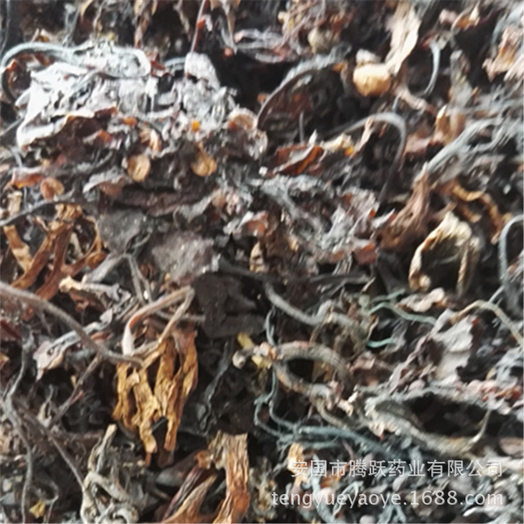 Dried Seaweed Hai Zao Whole Herb Bulk Chinese Medicinal Sea Vegetable for Decoction and Culinary Use quality and texture