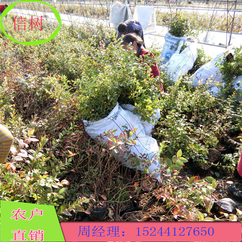 蓝莓树_丰产期蓝莓树 结果长 6年组培蓝莓树