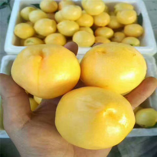 ��������Ʒ�N �����S����  �S����� �����؅^�S������ �x������