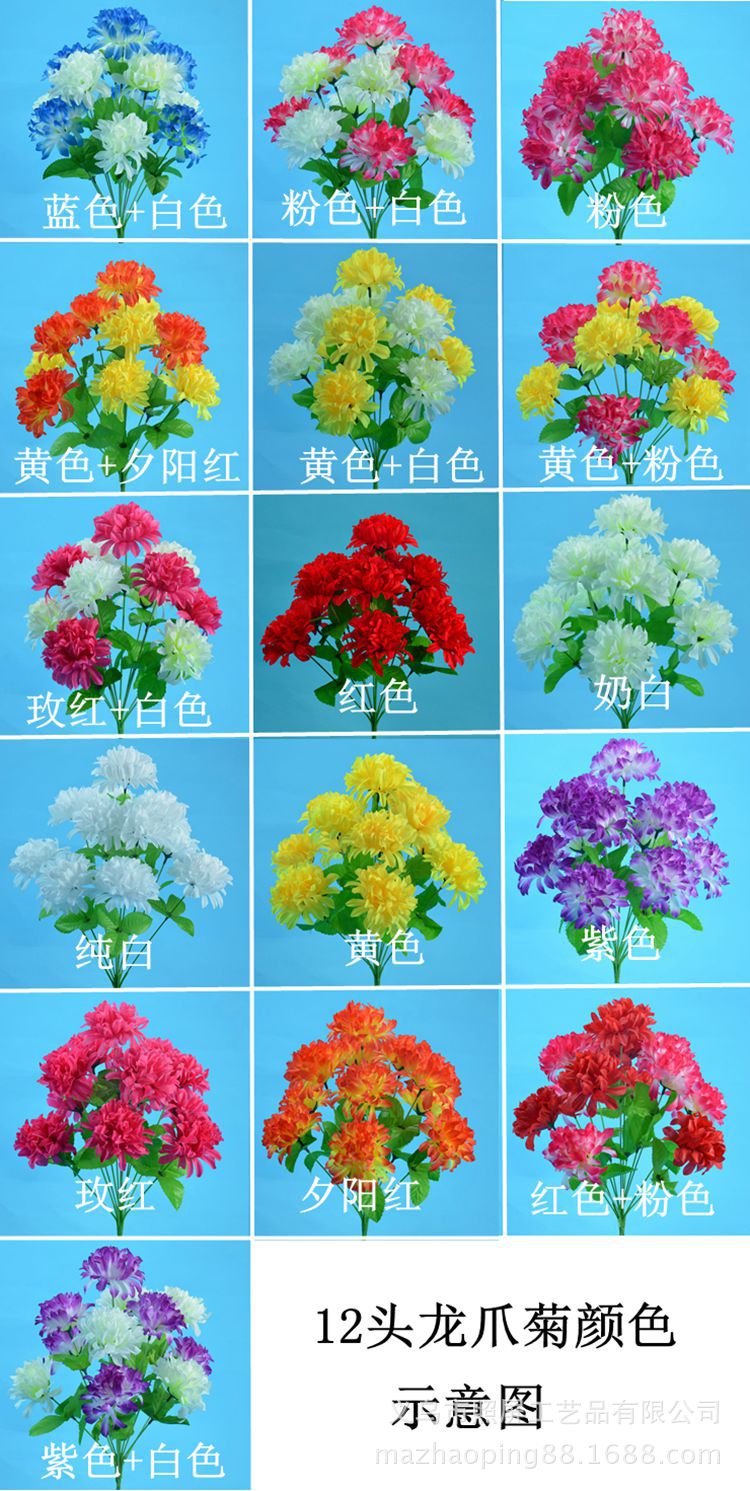 12头爪菊颜色1