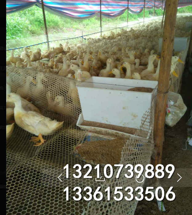 白色鸭料槽厂家批发 种鸭场喂料槽 鸭用喂食槽