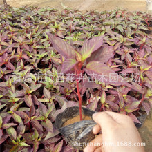 红叶鸡冠花 景观绿化苗木盆栽鸡冠花批发 花坛绿化花卉 量大从优