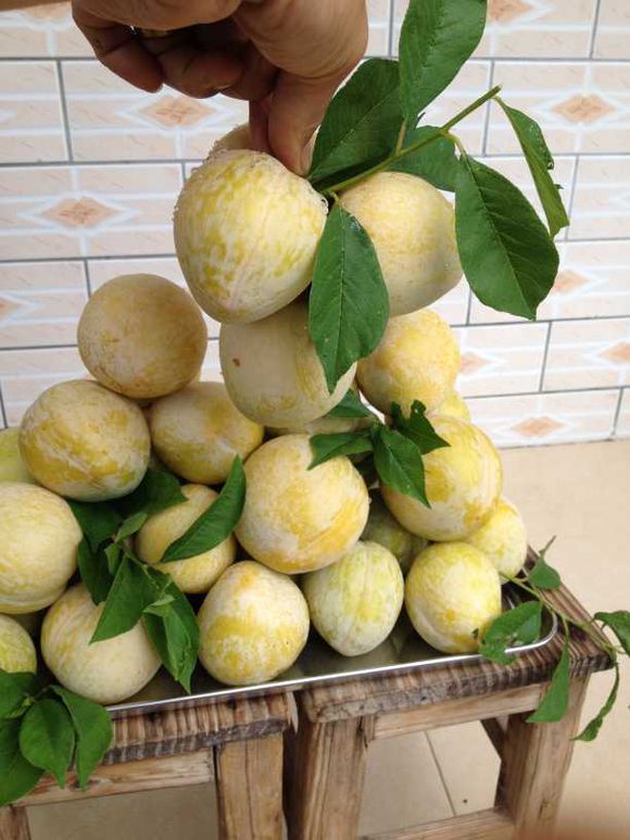 九峰山新鲜黄金奈李,广东名果粤北乐昌特产 九峰山新鲜黄金奈李,广东名果粤北乐昌特产