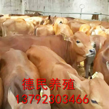 肉牛养殖场出售黄牛小牛犊 肉牛犊批发 长势快的肉牛