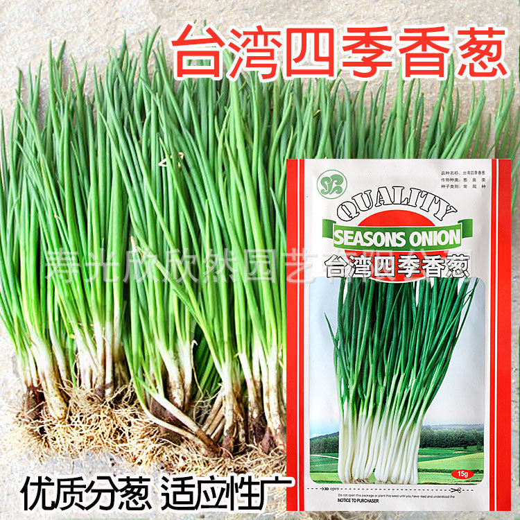 香葱种子台湾四季小香葱分葱高产抗病小葱家庭蔬菜小香葱苗 阿里巴巴