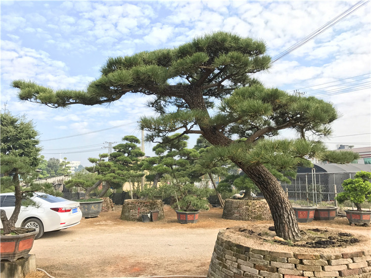 造型黑松基地在那里,矮霸,金品(第15页)_大山谷图库