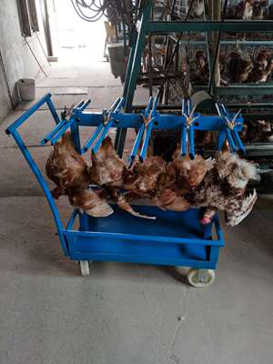 运鸡车运鸭车山东峄留养殖场两用蛋箱周转车