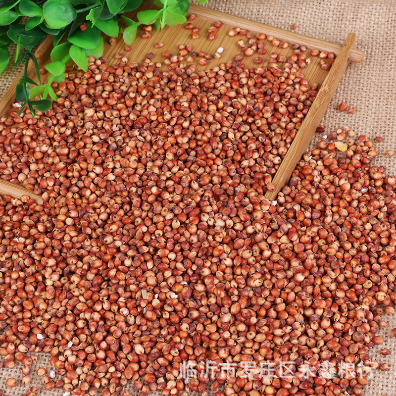 铁杂17高粱种子