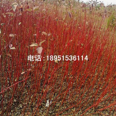田心红瑞木又名红麻球树种 冬天天冷杆子变红色直销|ru