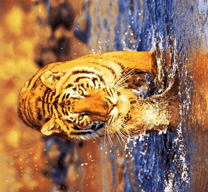 涤纶 春亚纺磨毛布 印花 染色 长兴磨毛布 190T 210T